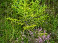 Blühender Besenheide Strauch vor jungem Nadelbaum im Inzeller Moor
